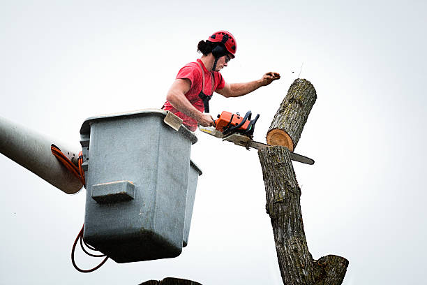 Best Palm Tree Trimming  in Arlington, VA